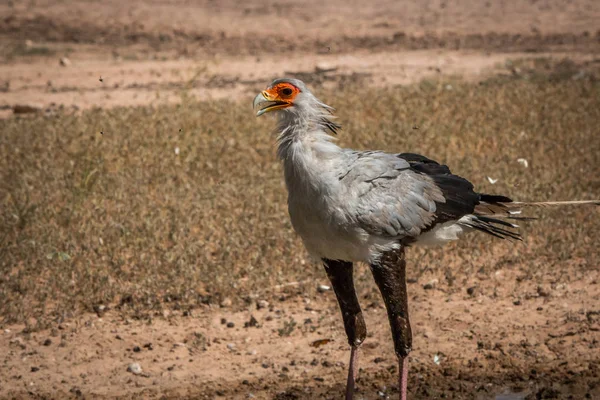 秘書の鳥立って足を運んだり Kgalagadi 国境公園 南アフリカ共和国 — ストック写真