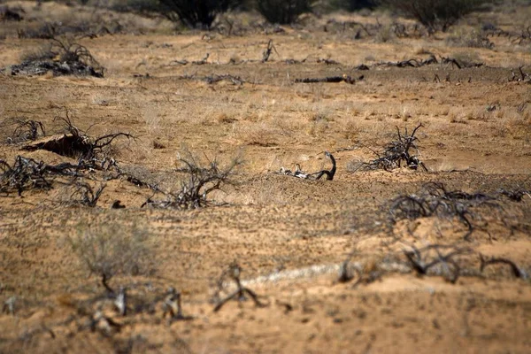Woestijn Landschap Met Ondergroei Gedroogde Planten — Stockfoto