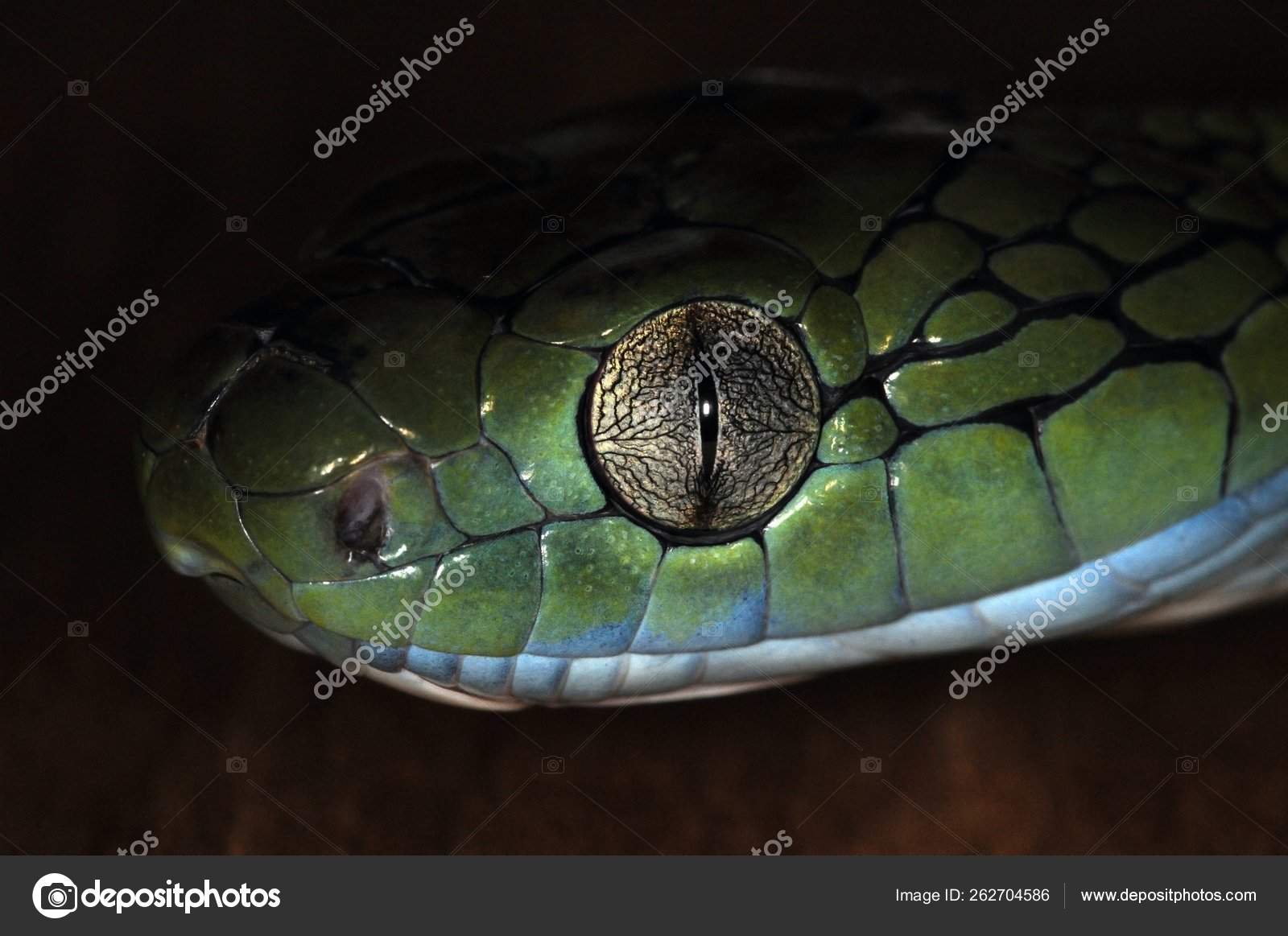 Green Tree Snake Terrarium Stock Photo C Yayimages 262704586