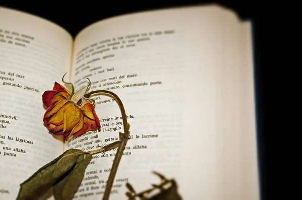 在黑色背景的打开书页上 一朵干玫瑰的特写镜头 带有轻微的晕影模糊 — 图库照片