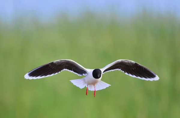 Black Headed Gull Larus Ridibundus Flight Green Grass Background Front — Stock Photo, Image