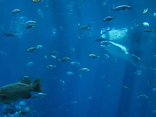 Een Foto Van Vissen Een Oceaan — Stockfoto