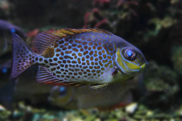 Ryby Morskie Egzotycznych Tle Akwarium — Zdjęcie stockowe