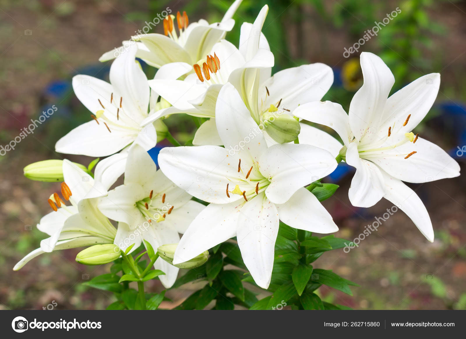 花园里的百合花白百合俄罗斯莫斯科 图库照片 C Yayimages 花园里的百合花白百合俄罗斯莫斯科 图库照片 C Yayimages