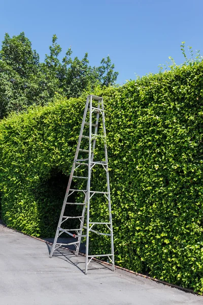 Escada Alumínio Com Planta Verde Parede — Fotografia de Stock