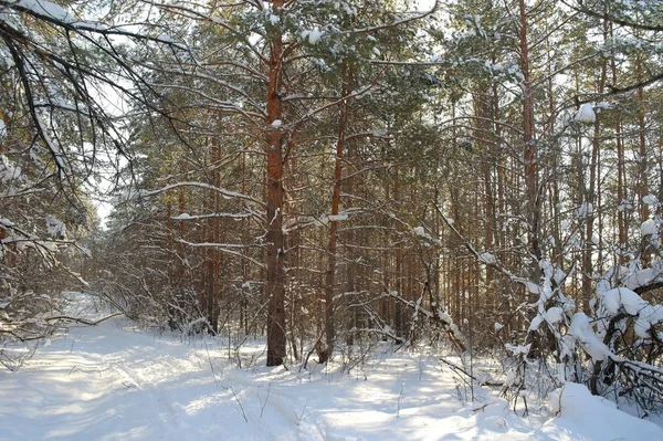 Vinterlandskap Skog Med Tallar Efter Snöfall — Stockfoto
