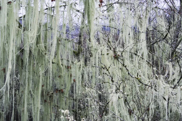 Des Mèches Mousse Suspendues Aux Arbres Hiver État Washington — Photo