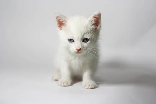 Red Color Point Siberian Kitten White Background — Stock Photo, Image