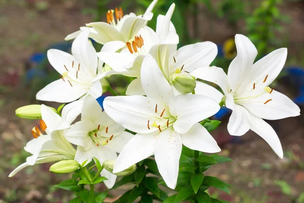 Lilies Garden White Lilies Russia Moscow — Stock Photo, Image