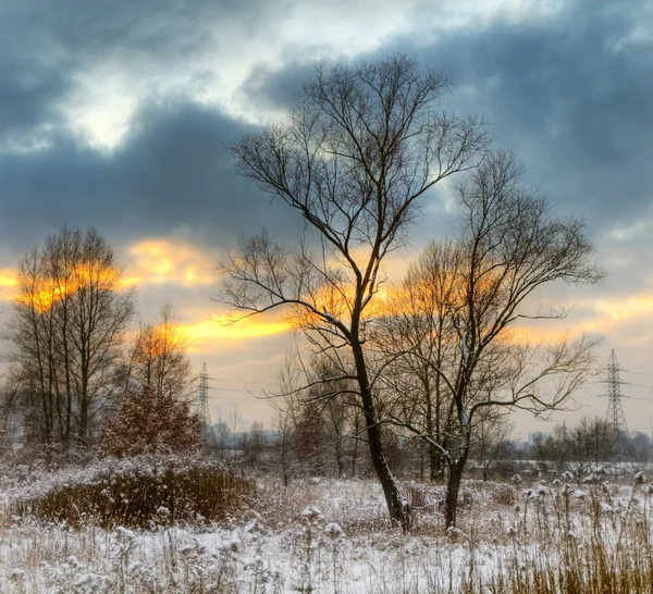 Piękna Zima Drzewami Tle — Zdjęcie stockowe