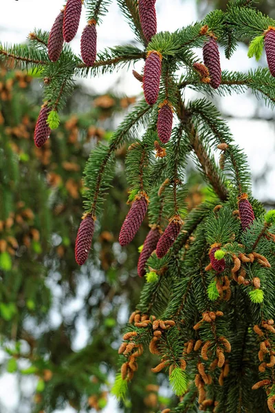 Pino Con Brotes Pino Fresco Piñas Rojas — Foto de Stock