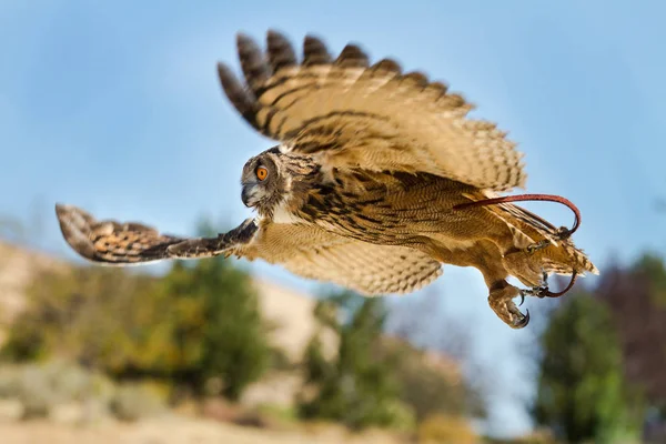 Eurasian eagle owl With wings spread out hunting down prey. Showing with wings blury in motion.