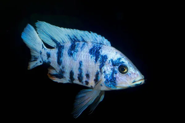 Nice Blue Male Cichlid Fish Genus Aulonocara — Stock Photo, Image