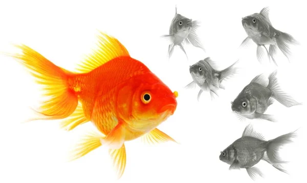 Goldfish Mostrando Líder Individualidade Sucesso Conceito Motivação — Fotografia de Stock