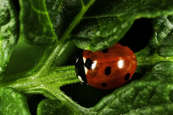 Röd Ladybird Grön Gren Gömmer Sig — Stockfoto