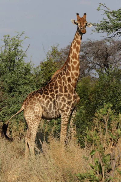 Giraffe Giraffa Camelopardalis Okavango Delta Botswana — Stockfoto