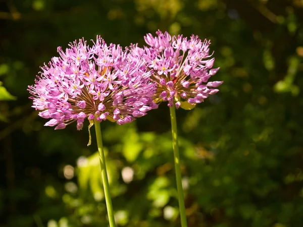 Flores Allium Púrpura Creciendo Jardín Soleado — Foto de Stock