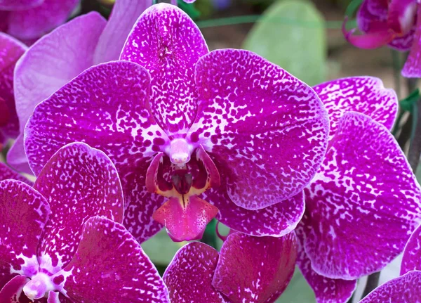 Abundant Blooming Phalaenopsis Moth Orchid Purple — Stock Photo, Image