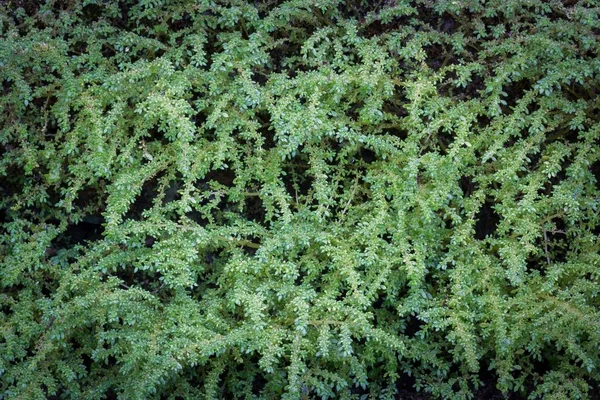 Folhas Verdes Bonitas Chão — Fotografia de Stock