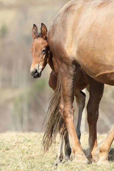 Poulain Avec Mère Dans Prairie — Photo