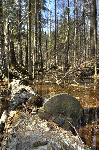 Lkbaharın Başlarında Geçilmez Odun Çalılıkları Kaynak Sularıyla Doldu Rusya Udmurt — Stok fotoğraf