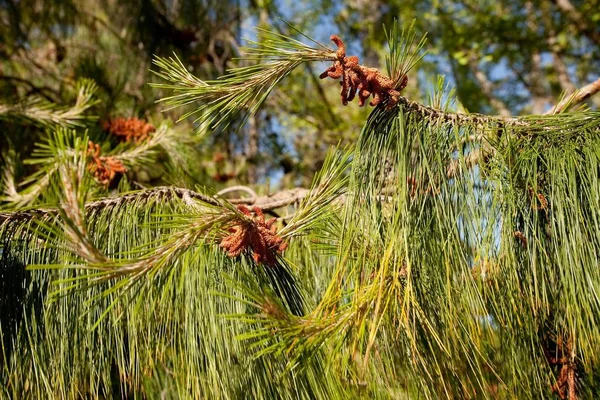 Pin Blanc Est Pinus Strobus Est Pin Grande Taille Originaire — Photo