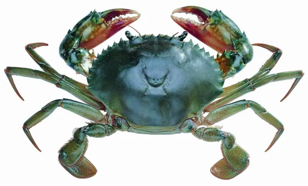 Animal Crab Närbild — Stockfoto