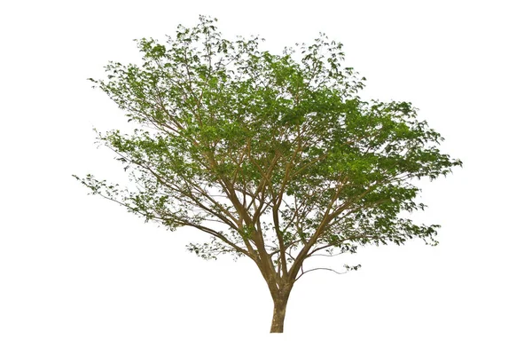 Tree Isolate White Background — Stock Photo, Image