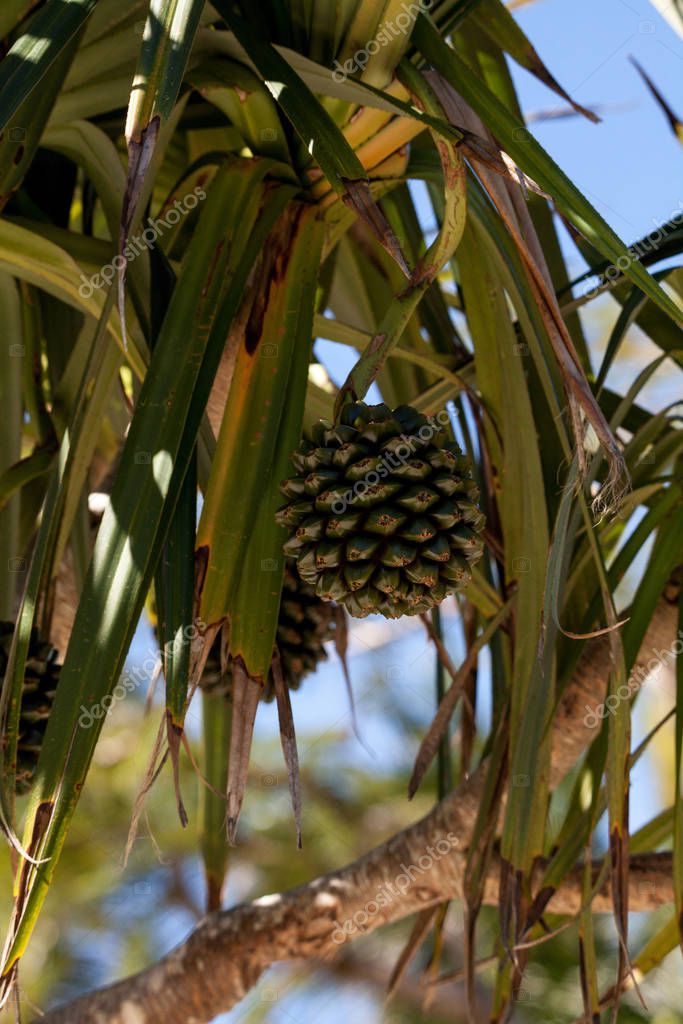 Tornillo fruto de pino Pandanus utilis crece en un árbol en el sureste de Florida, pero también