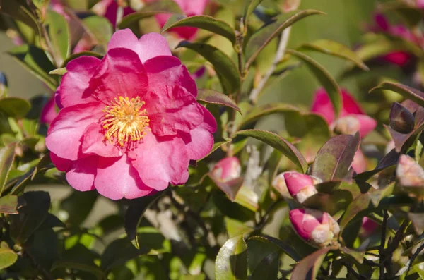 Rosa Blume Einer Japanischen Kamelie Camellia Japonica Auf Einem Baum — Stockfoto