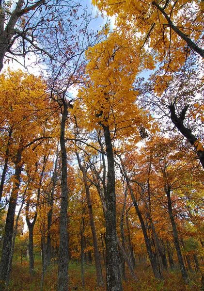 가을에 나무의 — 스톡 사진