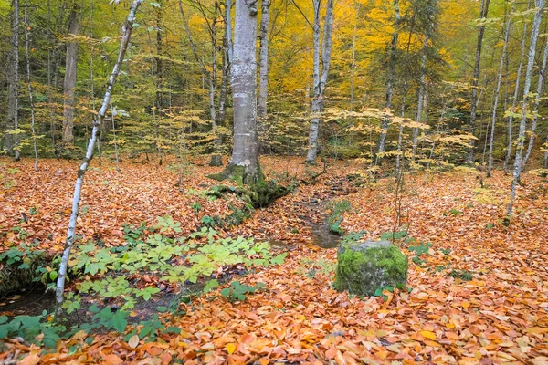 Vapor Yedigoller National Park Bolu Turquía — Foto de Stock