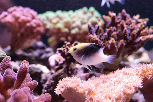 Fiji Yellow Head Damsel Chrysiptera Rollandi Coral Reef — Stock Photo, Image