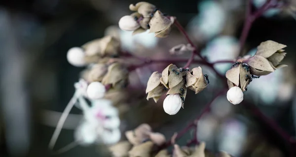 Крупним Планом Біла Квітка Мурахою Листі — стокове фото