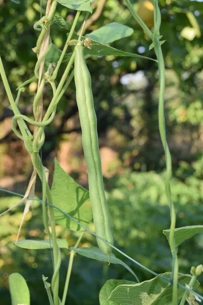 未熟な緑豆のクローズアップはまだ植物に — ストック写真