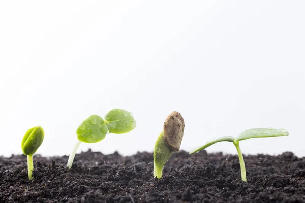 Från Frön Som Odlas Unga Plantor — Stockfoto