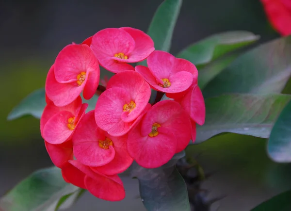 ピンクのアジサイの花が咲く孤立したショット — ストック写真