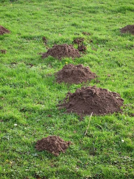 Molehill Dans Champ Jour Heure — Photo