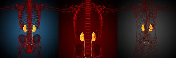 腎臓の レンダリングの医療イラスト — ストック写真