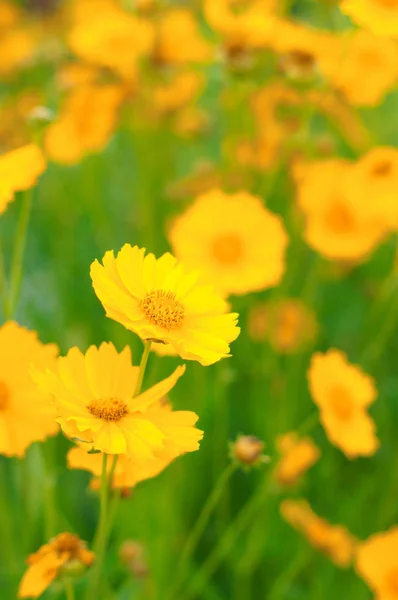 Dzika Przyroda Latem Żółty Stokrotka Ozdobny Coreopsis — Zdjęcie stockowe