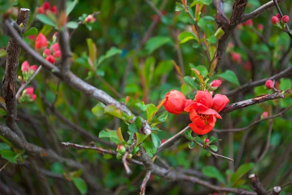 Růžový Květ Větvi Japonská Kdoule Bushe Pozadí Zelených Listů — Stock fotografie
