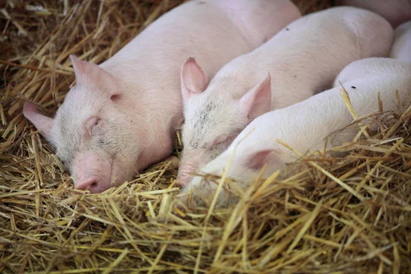 Three little pigs sleeping in the straw.