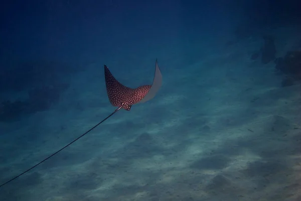 beautiful spotted eagle ray at the dive in the sea