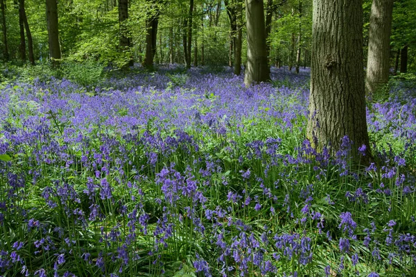 Bluebell Staffhurst Woods Vicino Oxted Surrey — Foto Stock