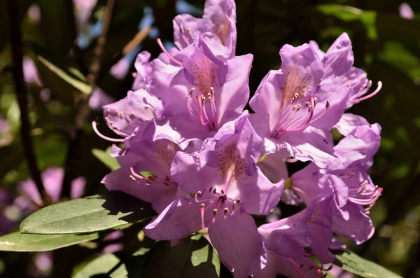 Das Foto Zeigt Bad Muskau Park Blühende Rhododendrons — Stockfoto
