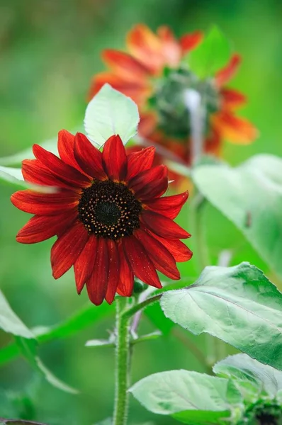 Dekorative Rote Sonnenblume Karaganda Juli 2008 — Stockfoto