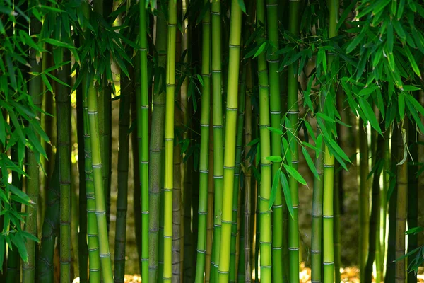Grön Bambustam Japansk Trädgård — Stockfoto