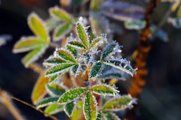 Folhas Geada Folhas Congeladas Manhã — Fotografia de Stock