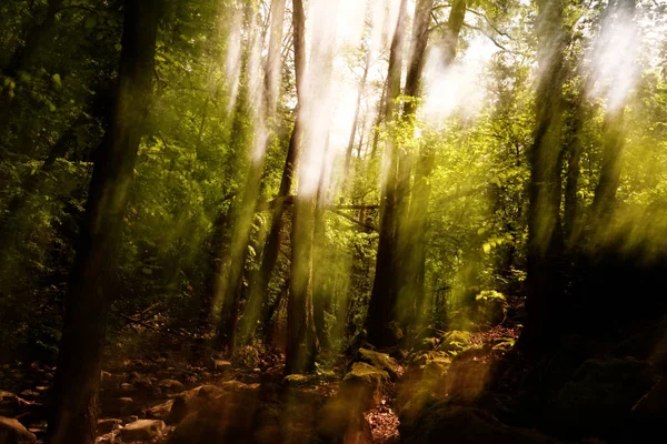 Flou Abstrait Mouvement Des Arbres Dans Une Forêt — Photo