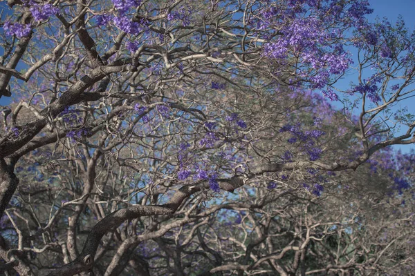 Krásná Vínově Zbarvené Jacaranda Strom Květu Brisbane Queensland — Stock fotografie